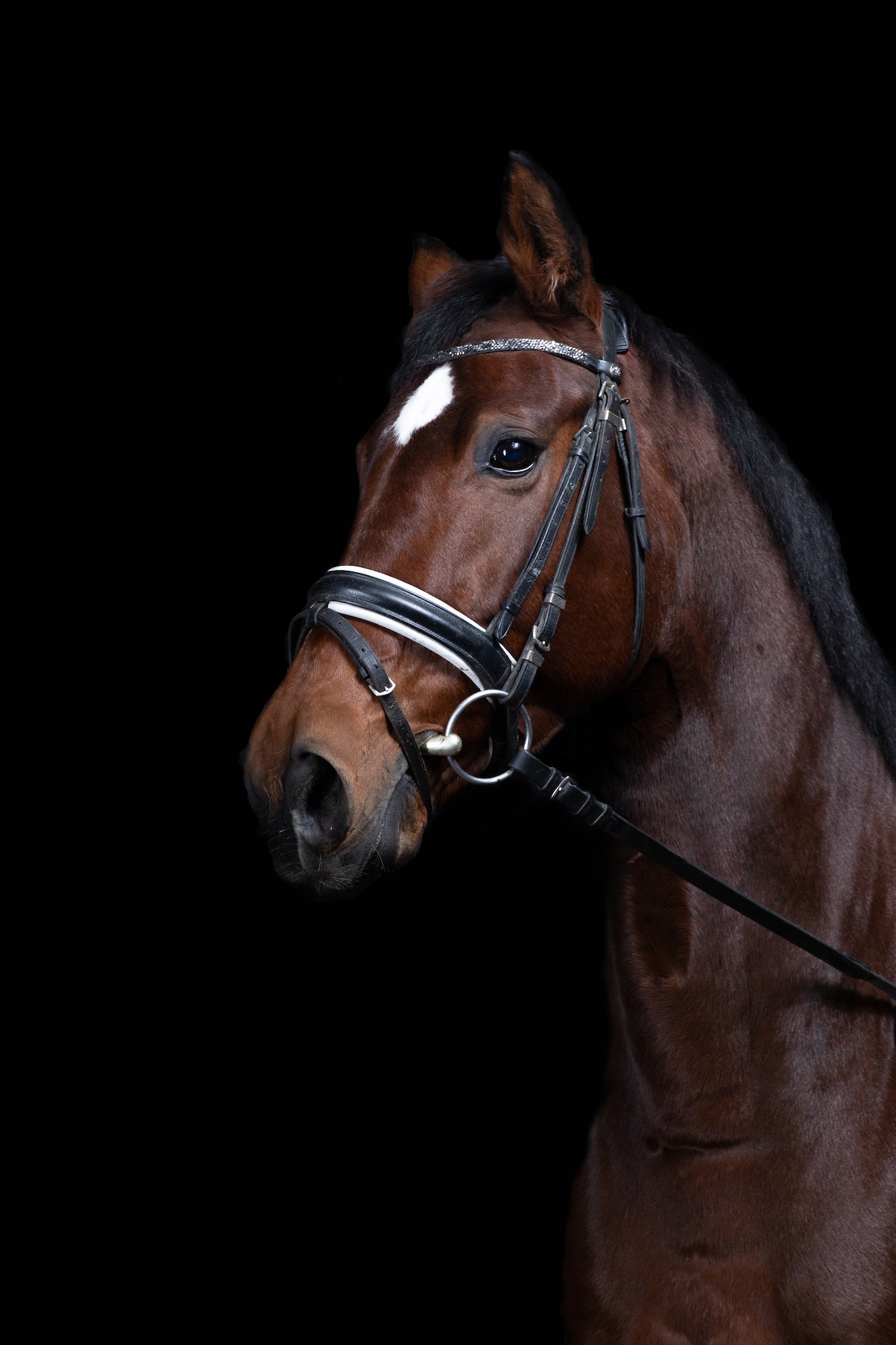 Vertical closeup shot of the brown horse on the black background